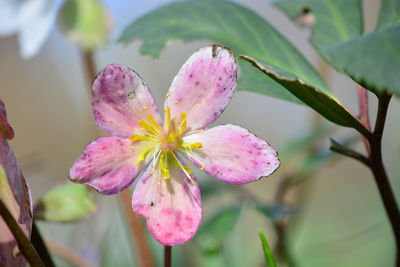 Close-up of pink flowering plant