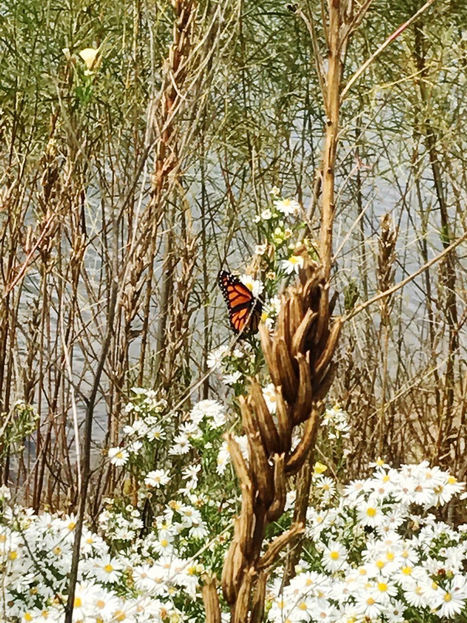 bare tree, non-urban scene, nature, branch, flower, growth, tranquility, plant, day, scenics, animal head, dead plant, tranquil scene, beauty in nature, domestic animals, outdoors, remote, dried plant, zoology