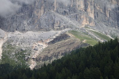 High angle view of pine trees in forest