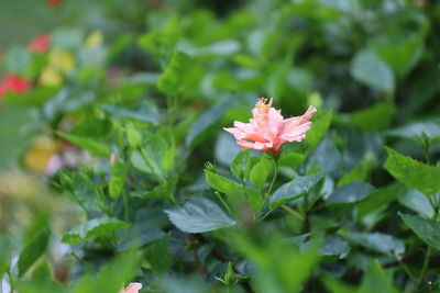 Close-up of red flower