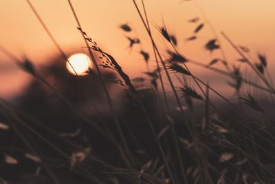 Close-up of stalks against sunset