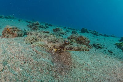 Fish swimming in sea