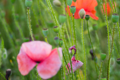 Close-up of pink flowering plant