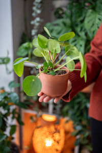 Cropped hand holding potted plant