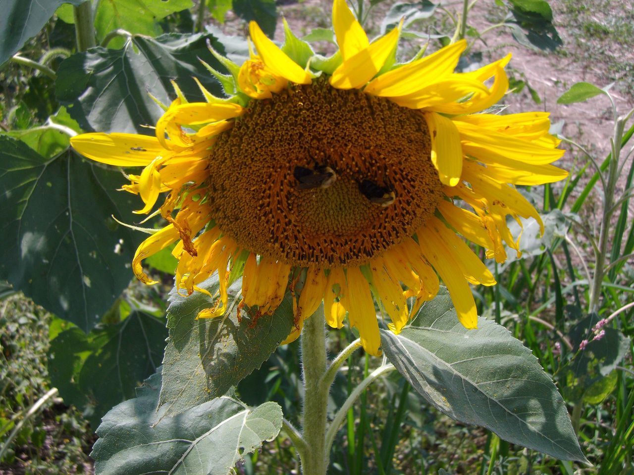 CLOSE-UP OF YELLOW SUNFLOWER