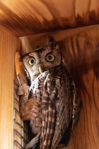 Close-up portrait of owl