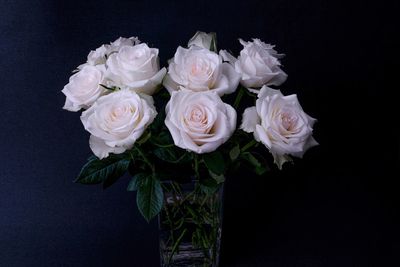 Close-up of white roses against black background