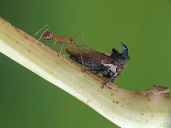 Close-up of insect