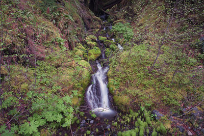 Waterfall in forest