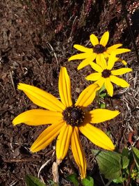 High angle view of yellow flowering plant on field