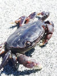 Close-up of fish on beach