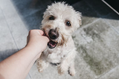 High angle view of person holding dog