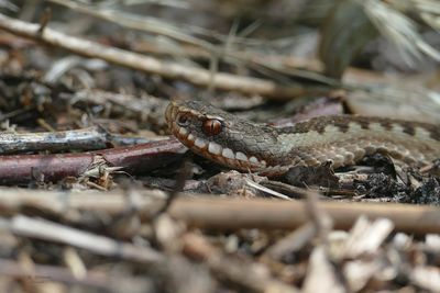 Close-up of lizard on land