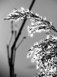 Close-up of flower tree against sky