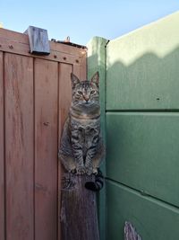 Portrait of cat on wall