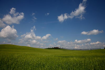 Scenic view of agricultural field against sky