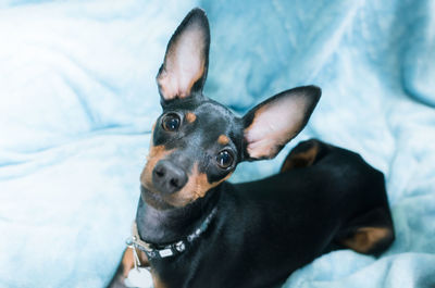 Portrait of dog on bed