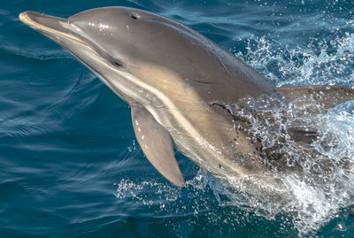 Dolphin smile - missed a tons of shot before getting this 