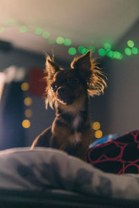 Portrait of dog looking away while relaxing on bed at home