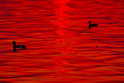 Close-up of silhouette bird perching in water