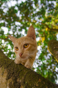 Low angle portrait of cat on tree