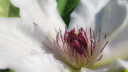 Clematis blossom 