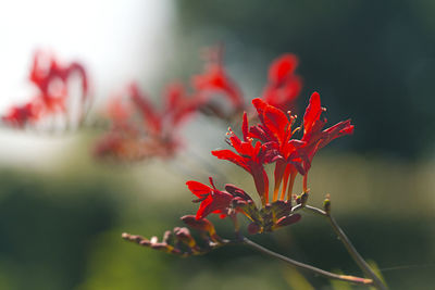 Close-up of red flowering plant