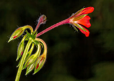 Close-up of fresh flower blooming outdoors