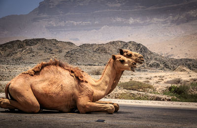 Camels relaxing on road against rocky mountains