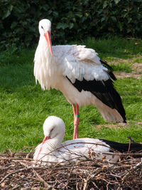 Close-up of herons on nest in field