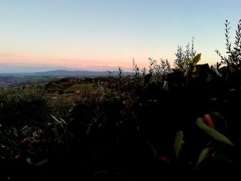 Silhouette plants growing on field against sky during sunset