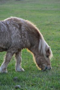 Horse grazing in a field