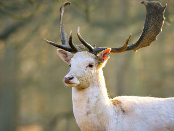 Close-up of deer