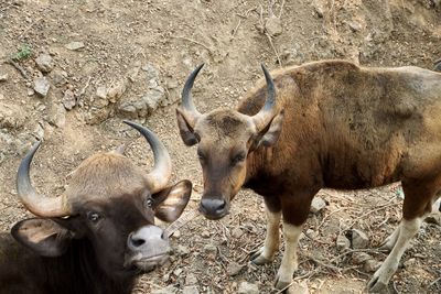 Portrait of forest buffalo. indian gaur, bison, buffaol grazing in the muddy fields. 