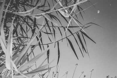 Low angle view of plants against sky