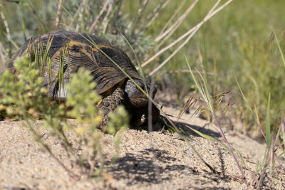 Close-up of an animal