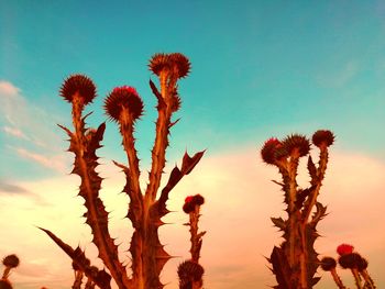 Low angle view of flowering plant against sky during sunset