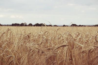 Wheat field against sky