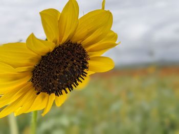 Close-up of sunflower