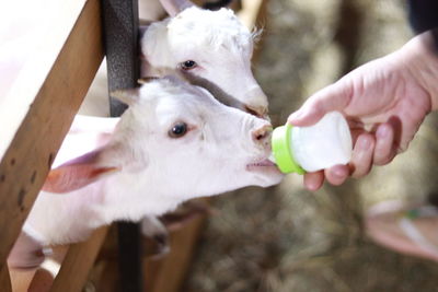 Midsection of a man drinking from a dog