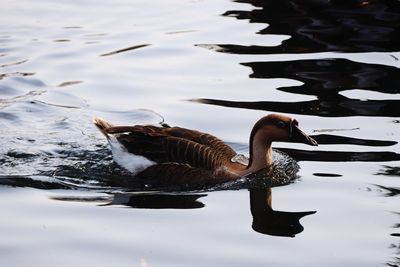 Close-up of duck swimming in lake