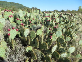 Cactus plants growing on field