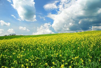 Field of yellow flowers against sky