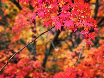 Close-up of maple tree during autumn