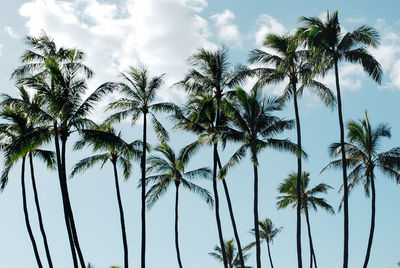 Low angle view of palm trees against cloudy sky