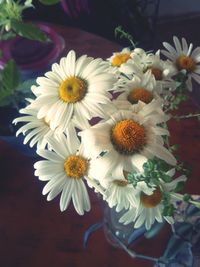 Close-up of white daisy flowers