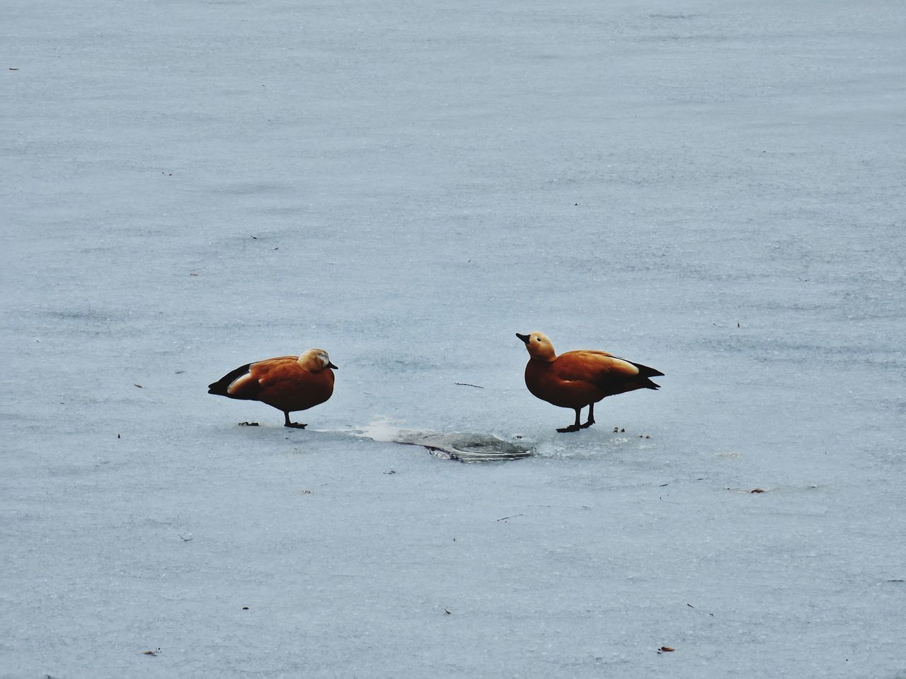 Одиночество Bird Water Snow Cold Temperature Winter Lake