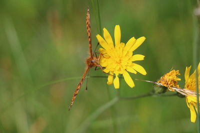 Close-up of insect on yellow flower