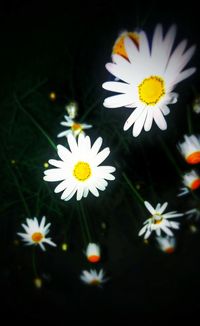 Close-up of white flowers blooming at night