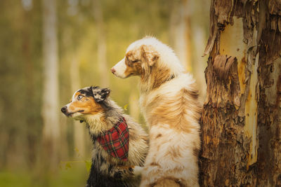 Close-up of a dog looking away